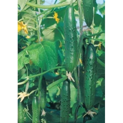 Огурцы на растении, сорт Камчатка F1