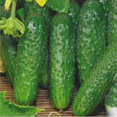Fresh cucumbers of variety KAMILLA against leafy background