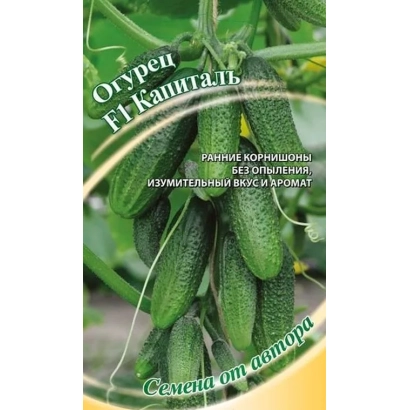 Насіння огірків F1 Капітал на гілці