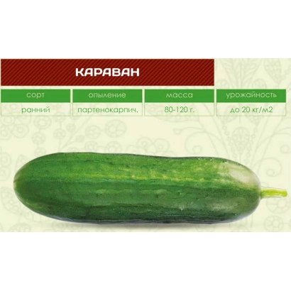 Огірок сорту Караван на зеленому фоні