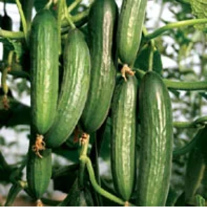 Fresh Karim F1 cucumbers on the vine