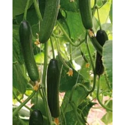 Свежие огурцы Карина F1 на лозе