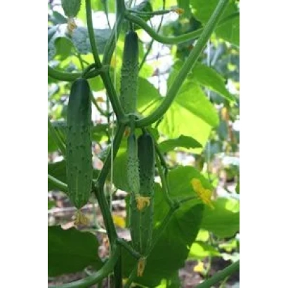 Огурцы Картель F1 на растении