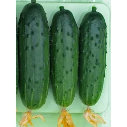 Три огурца сорта Карусель F1 на белой подложке