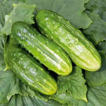 Три огурца сорта Касатик на листьях