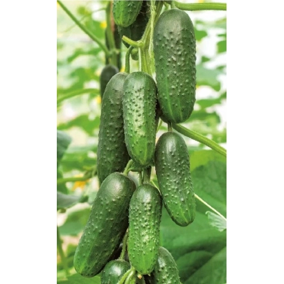 Свежие огурцы на лозе - Каскад
