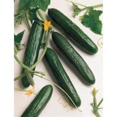 Свежие огурцы Катя F1 на белом фоне с листьями и цветами