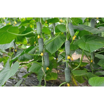 Огурцы на растении в теплице - Киборг