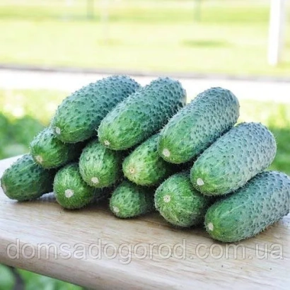 Стек огурцов сорта Кибрия F1 на деревянной поверхности