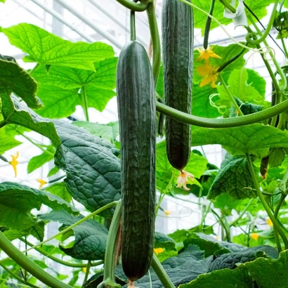 Свежие огурцы Кира на растении в теплице