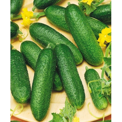 Свежие огурцы на фоне желтых цветов - КЛАУД