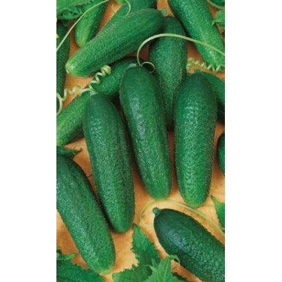 Свежие огурцы на фоне листьев - КЛАВДИЯ УД