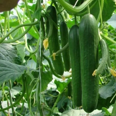 Свіжі огірки КОХІБА на лозі в саду