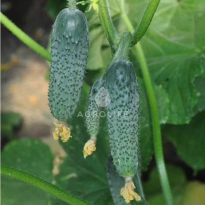 Огурцы Коломбо на растении