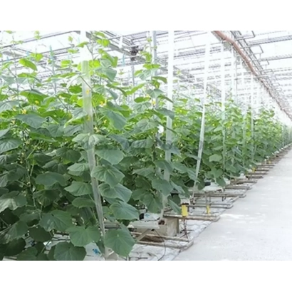 Рассада огурца в теплице - КОМПОЗИТОР