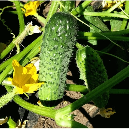 Fresh cucumber on a garden bed with a yellow flower - CONIL