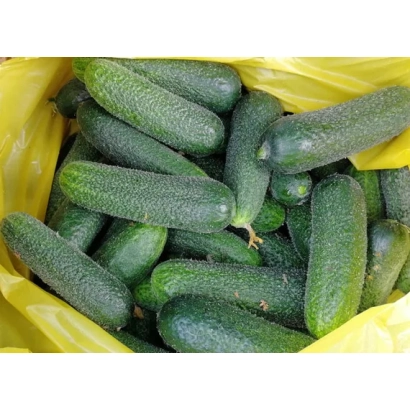Свіжі огірки в жовтому пакеті - КОРИНТО