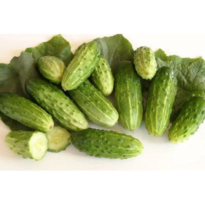 Свежие огурцы сорта Коротышка на белом фоне