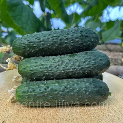 Три огурца сорта Корвин на деревянной доске