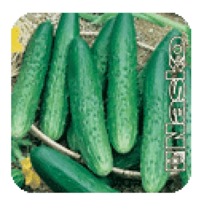 Семена огурца Костик F1 на упаковке с изображением зеленых огурцов.