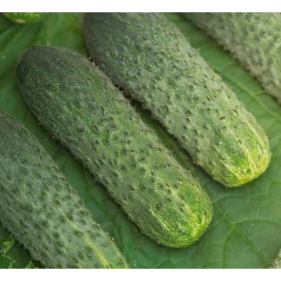 Огірки сорту КОВБОЙ на листках