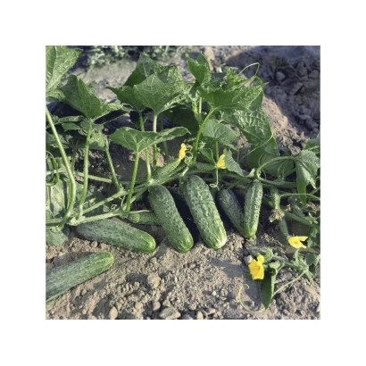 Огірки Кріспіна F1 на грядці - Криспіна F1