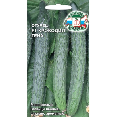 Cucumber G1 Crocodile Gena seeds on a background of green cucumbers