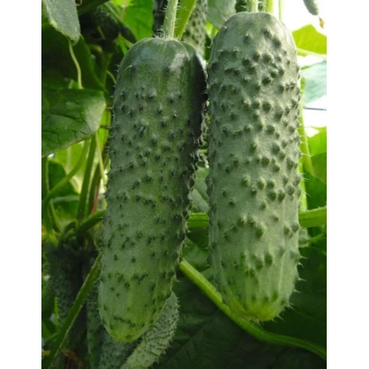 Two cucumbers of the Cupidon variety on the plant
