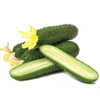 Fresh cucumbers with a flower on white background - COURIER