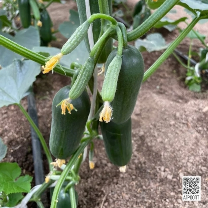 Свежие огурцы Кваял на лозе