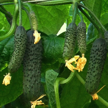 Свежие огурцы с желтыми цветами на фоне листьев - КВАЛИТЕТ