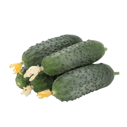 Три огурца сорта КВЕСТ | QUEST на белом фоне