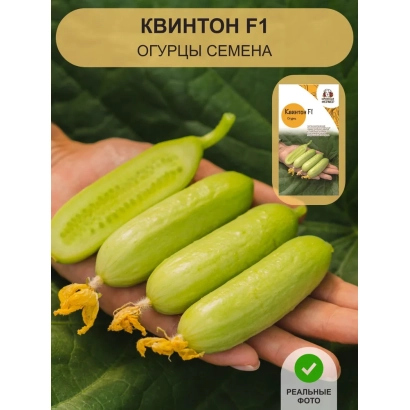 Семена огурца КВИНТОН F1 на ладони с цветком