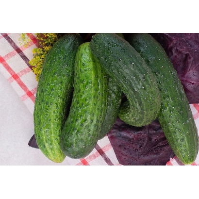 Свежие огурцы сорта Л-13-7-С на красно-белой клетчатой ткани