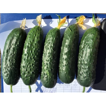 Свежие огурцы сорта Л5118 на белой тарелке