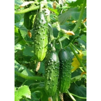 Свежие огурцы сорта Лабиринт F1 на растении
