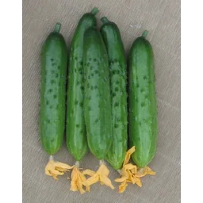 Свежие огурцы сорта Ладога F1