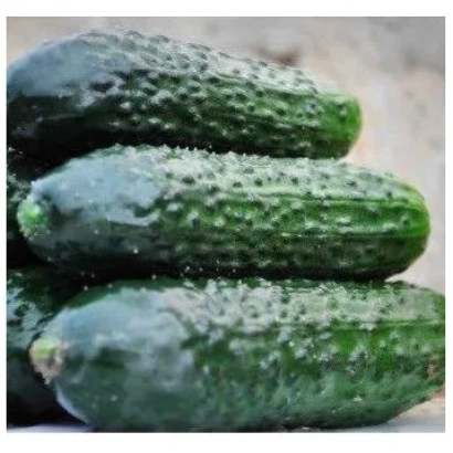 Fresh cucumbers without packaging - LEGIONNER