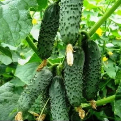 Свежие огурцы сорта Ленара на грядке