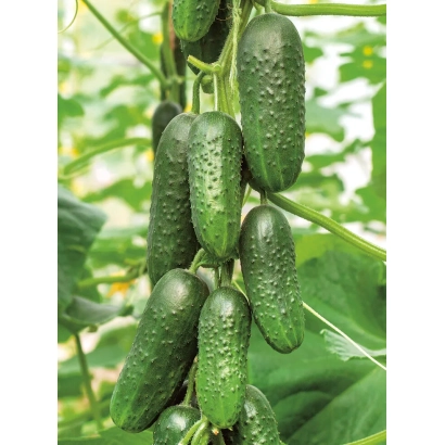 Свежие огурцы на лозе - ЛЕННОН