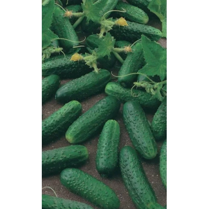 Свежие огурцы на грядке - Левина