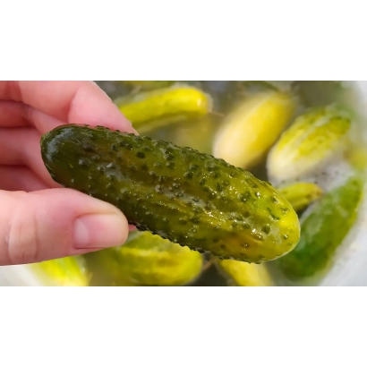 Свіжий огірок ЛМ-20-01-ОС2 в руці на фоні інших огірків