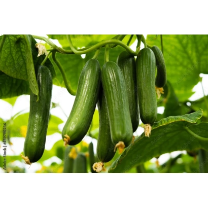 Огірки сорту ЛМ-20-АС-30 на кущі