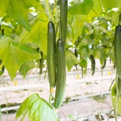LOENGRIN cucumbers growing on a bed in a greenhouse