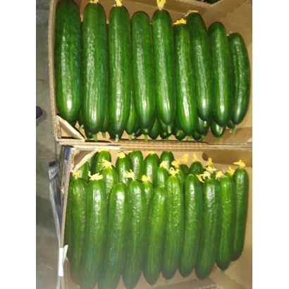 Коробки с огурцами сорта ЛП-20-13-15
