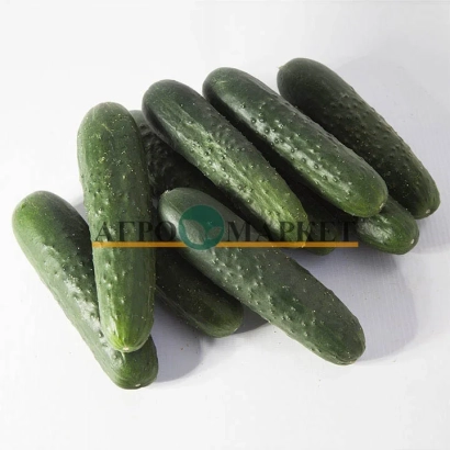 Свіжі огірки сорту ЛП-20-17-15 на білому фоні