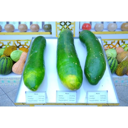 Три огурца сорта ЛП-20К-35 на белой подставке