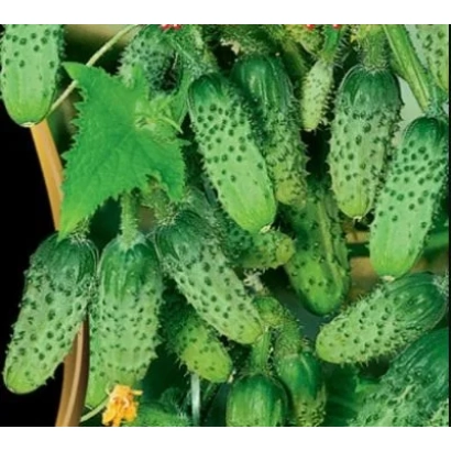 Fresh cucumbers with characteristic bumpy surface - LOVE