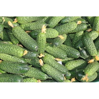 Свіжі огірки ЛУХОВИЦІ