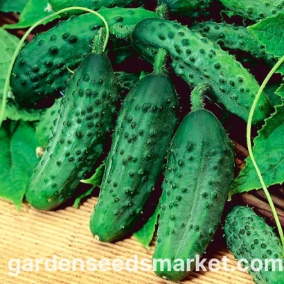 Свіжі огірки сорту Лужок на фоні листя